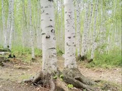 -北极村旅游风景区