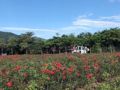 -亚龙湾国际玫瑰谷