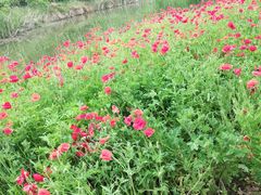 -艾溪湖湿地公园