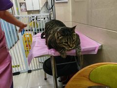 -北京观赏动物医院·24小时大型综合·猫专科·异宠专科