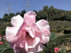 -紫马岭公园