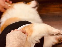 -豆柴町-柴犬主题狗咖(红鼎国际C座店)