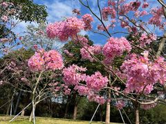 -深圳湾公园(南山区)