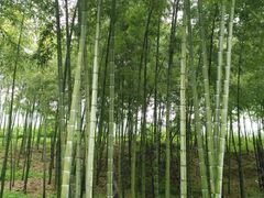 -陶祖圣境风景区