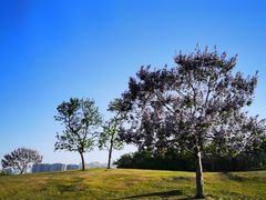 -小麦岛公园