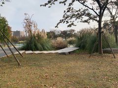 -南汇新城城市公园
