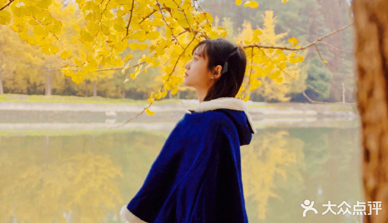 秋日金色童话☀️邂逅午后阳光宝藏银杏园