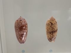 -青岛贝壳博物馆