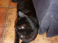 好看的黑猫-Sirena海妖日咖夜酒