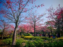 -风云岭森林公园
