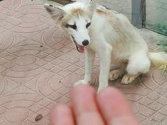 -西霞口神雕山野生动物世界