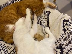 -平行世界·猫咖(首经贸店)