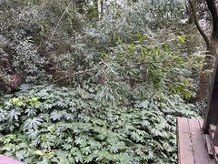 -杭州半山国家森林公园