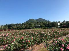 -亚龙湾国际玫瑰谷