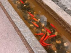 -湖滨28中餐厅·西湖宴·杭州君悦酒店