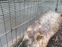 -费瑟代尔野生动物园