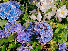 -深圳仙湖植物园