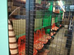 -猫咪博物馆(顶澳仔猫街店)