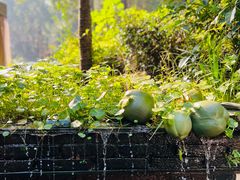 -野蔓果·山野菜(西湖景区·龙井茶田店)