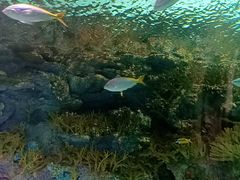 -上海海洋水族馆