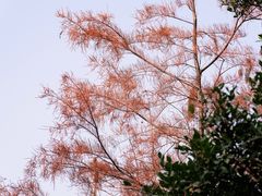 -莲花山公园