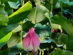 -广州莲花山旅游区