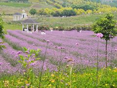 -紫颐香薰山谷景区