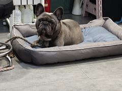 -严国平动物医院(德政总院)