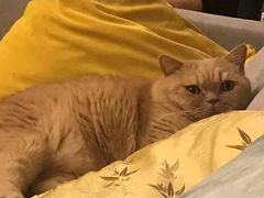 -东方名猫馆·英短金渐层布偶猫舍(环线广场1号楼店)