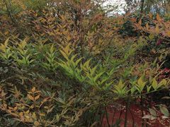 -铁山坪森林公园