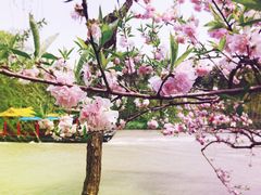 -食為天·本地人爱吃的淮扬菜(瘦西湖店)