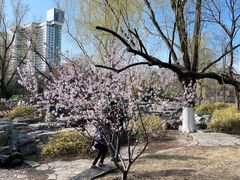 -莲花池公园