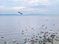 -深圳湾公园(南山区)