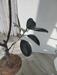 -HEYAN荷妍专业脱毛连锁机构