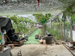 -马陆小张葡萄园农家乐