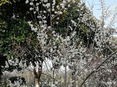 -太子山公园(园东路)
