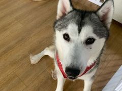 -Husky Go! 哈士奇体验馆·宠物咖啡厅狗咖