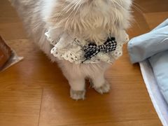 -东方名猫馆·英短金渐层布偶猫舍(环线广场1号楼店)