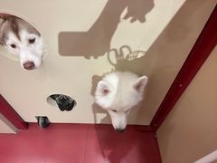 -和它·交个朋友·狗咖猫咖(爱琴海店)