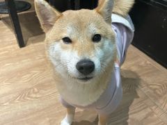 -猫色咖啡·猫咖