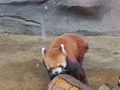 -武汉动物园