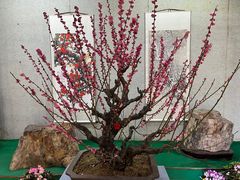 -无锡梅园公园