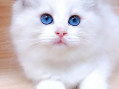 -十年猫舍·猫咪专门店(普陀店)