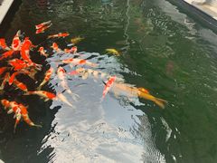 -华庭苑农家乐(旺山店)
