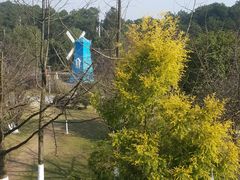 -铁山坪森林公园