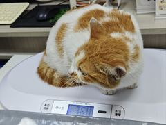 -宠物星动物医院·眼科·异宠·猫科(江南大道总院)