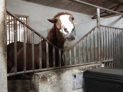 -月河湾马术俱乐部(朝阳店)