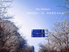 -高东镇樱花园