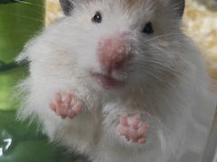 -美奈小馆·越南料理(福田星河COCO Park店)