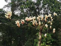 -成都市活水公园